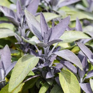 Sage Purple Salvia 'Purpurascens' (AGM) (9cm Pot)