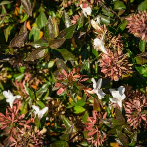 Abelia x grandiflora 'Sherwoodii' 3L