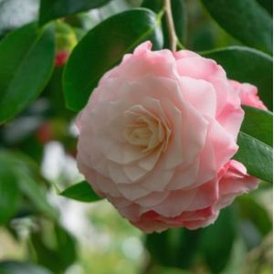 Camellia japonica 'Nuccio's Pearl' 30L