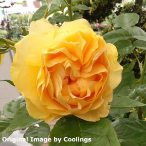 Rosa 'Absolutely Fabulous' (Floribunda) 5L