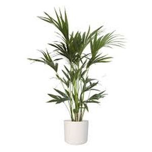 Kentia Palm Howea forsteriana (27cm Pot) 170cm