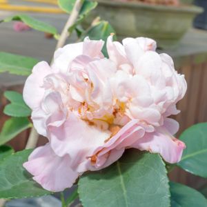 Camellia 'High Fragrance' 3L