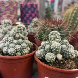 Cactus Escobaria sneedii 'Leei' (8cm Pot)