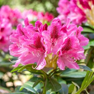 Rhododendron 'Cosmopolitan' (Hybrid) 4L